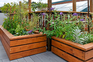 garden with raised beds