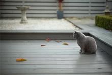 cat on decking in garden